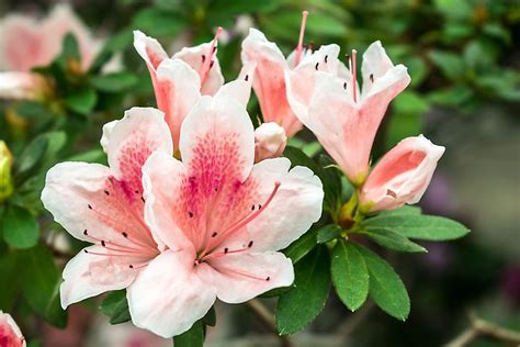 plants that are indigenous to china